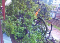 В Волгодонске упавшее дерево «замуровало» жителей в доме