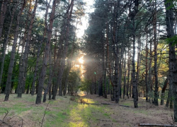 Донской лес — рукотворное чудо: 70% зеленых легких области посажены людьми