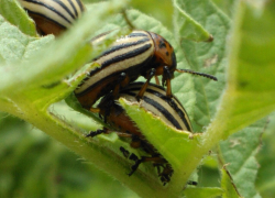 56 лет назад колорадский жук появился на огородах Волгодонска 