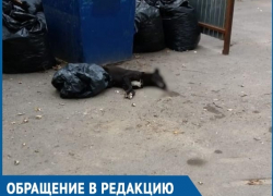 Жители Красного Яра обеспокоены массовой травлей бездомных и домашних животных