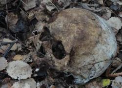 Человеческий череп нашли возле Яхт-клуба в Волгодонске
