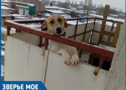 В Волгодонске в однокомнатной квартире с семью проживающими небольшого пса поселили на балконе