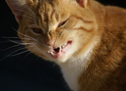 Бешеный бродячий рыжий кот искусал пятерых человек в Орловском районе