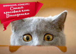 ВНИМАНИЕ! Стартовало голосование в конкурсе "самый красивый кот Волгодонска"