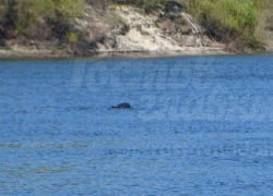 Дельфины в Дону в ста километрах от Волгодонска попали на видео
