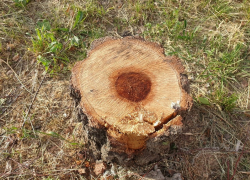 Расчет компенсации за вырубку деревьев на улицах Волгодонска перевели на денежную основу