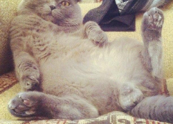 Алекс — двадцать первый участник конкурса «Самый красивый кот Волгодонска»