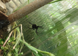 В Волгодонске продолжают находить смертельно опасных пауков вблизи домовладений