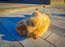 Сегодня днем выглянет солнце