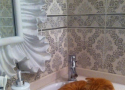 Кокос — двадцать четвертый участник конкурса «Самый красивый кот Волгодонска»