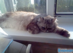 Челси — сорок первая участница конкурса «Самый красивый кот Волгодонска»