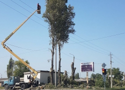 Волгодонцы в шоке: город лишается деревьев