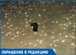 Крошечных котят отравили и бросили умирать на территории детсада в Волгодонске