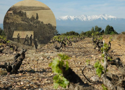 Ученые обнаружили прародину цимлянских виноградников в испанской Каталонии 