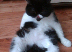 Оливия — тридцать четвертая участница конкурса «Самый красивый кот Волгодонска»