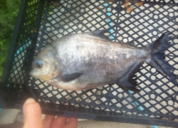 Волгодонец поймал в Цимлянском водохранилище  живую пиранью 