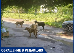 «Пять громадных голодных собак бросаются на людей»: жительница Волгодонска о ситуации на улице Ленина 