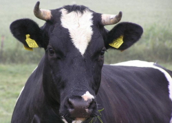 Под Волгодонском похищение элитной коровы пресекли случайные свидетели