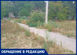 «Нас игнорируют!»: жильцы переулка Первомайского тонут в зарослях амброзии и отписках чиновников