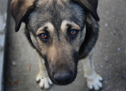 За жестокое убийство и расчленение бездомной собаки на мужчину завели уголовное дело в Волгодонске