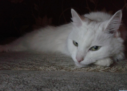 Соня — семнадцатая участница конкурса «Самый красивый кот Волгодонска»