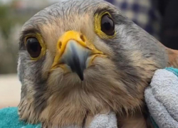 Пустельгу Тошку с раненным крылом спасли волгодонские атомщики 