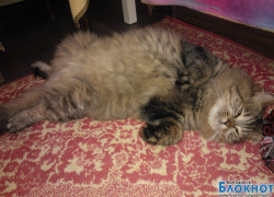 Гоша — тридцать шестой участник конкурса «Самый красивый кот Волгодонска»