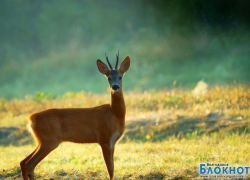 На подъезде к Волгодонску «Акцент» сбил косулю