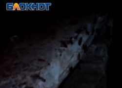 Огромные жуки или тараканы заполонили улицу Ленина, - волгодонец