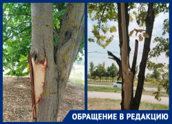 «Власти Волгодонска обрекают на гибель липовую аллею на проспекте Курчатова»: волгодончанка обеспокоена состоянием аллеи