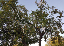 «Подарок ко Дню города»: Украшенное туалетной бумагой дерево в сквере «Дружба» возмутило волгодонцев