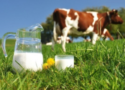 В Дубовском районе запретили пить некипяченое молоко