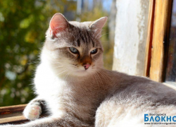 Тошка - 56-й участник конкурса «Самый красивый кот Волгодонска»