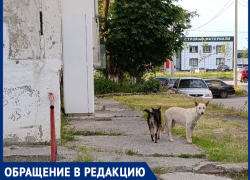 «На В-7 пенсионерки прикормили собак, которые теперь бросаются на детей»: крик о помощи молодой мамы