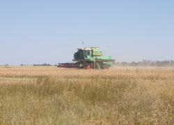 Урожайность зерновых выросла в Волгодонске на 33%