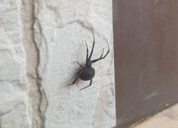 В старой части Волгодонска обнаружен смертельно опасный паук