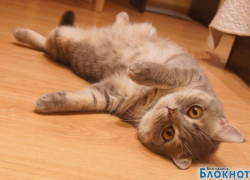 Баксик — двенадцатый участник конкурса «Самый красивый кот Волгодонска»