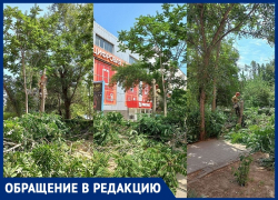 «На проспекте Строителей массово уничтожают деревья»: волгодонец