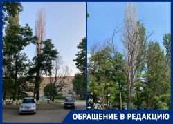Опасные «мертвые» деревья не могут спилить на протяжении четырех месяцев в Волгодонске
