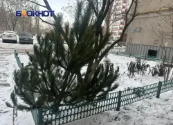 «Елкопад» в Волгодонске: как попрощаться с новогодним деревом и не получить штраф