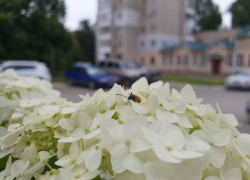 Дождь периодически будет идти в этот четверг в Волгодонске
