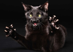 Бешеная кошка напала на хозяйку и ее соседа в Дубовском районе