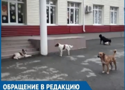 Бездомных собак стало еще больше, - возмущенная бездействием властей и окружающих волгодончанка