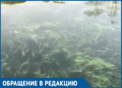 Дон превратился в вонючее болото, - волгодонец