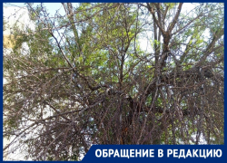 «Скоро завалится, и будет капец!»: жители дома по улице Гаражная, 185 опасаются трухлявого дерева