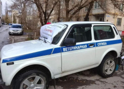 Бесплатная вакцинация против бешенства: в Волгодонске и Цимлянске можно сделать прививку питомцу