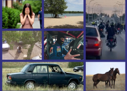 Желтый Банан, влюбленный жеребец, массовая драка в Романовской, незаконные торговцы с иностранным акцентом: итоги недели вместе с «Блокнотом Волгодонска»