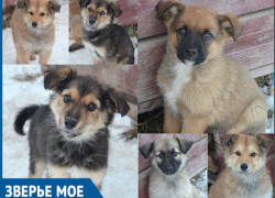 Волонтеры Волгодонска спасли от усыпления шесть слепых щенков и их маму