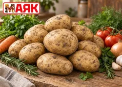 Товар дня: картофель 37 ₽/кг