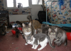 За излишнюю любовь к кошкам волгодончанка заплатит штраф